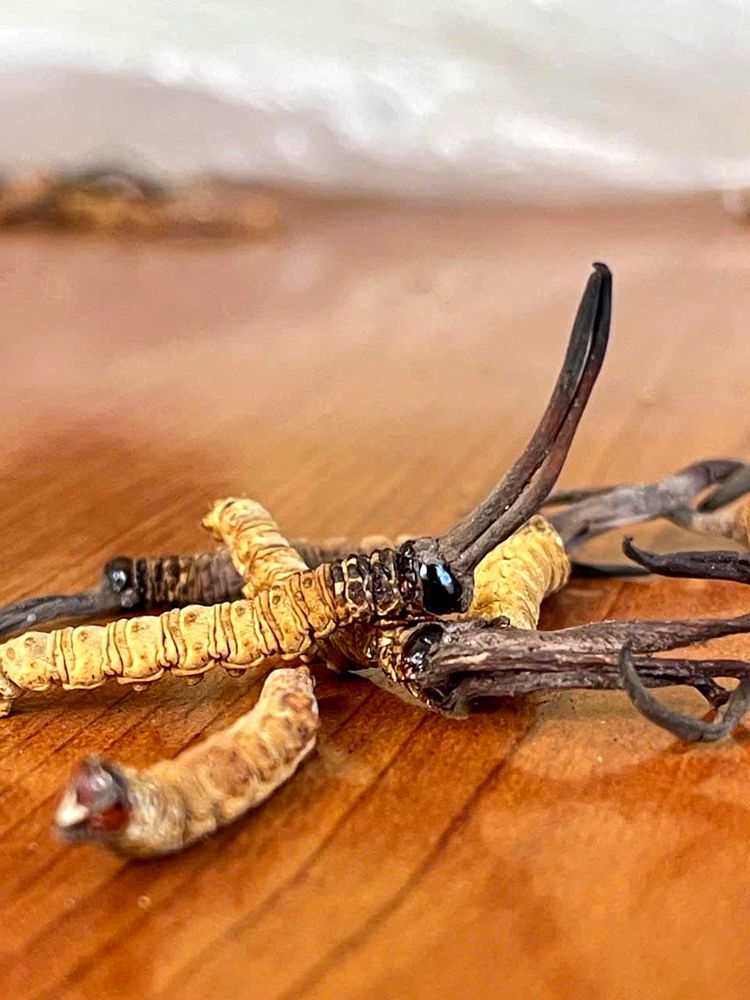 Cordyceps prepared traditionally