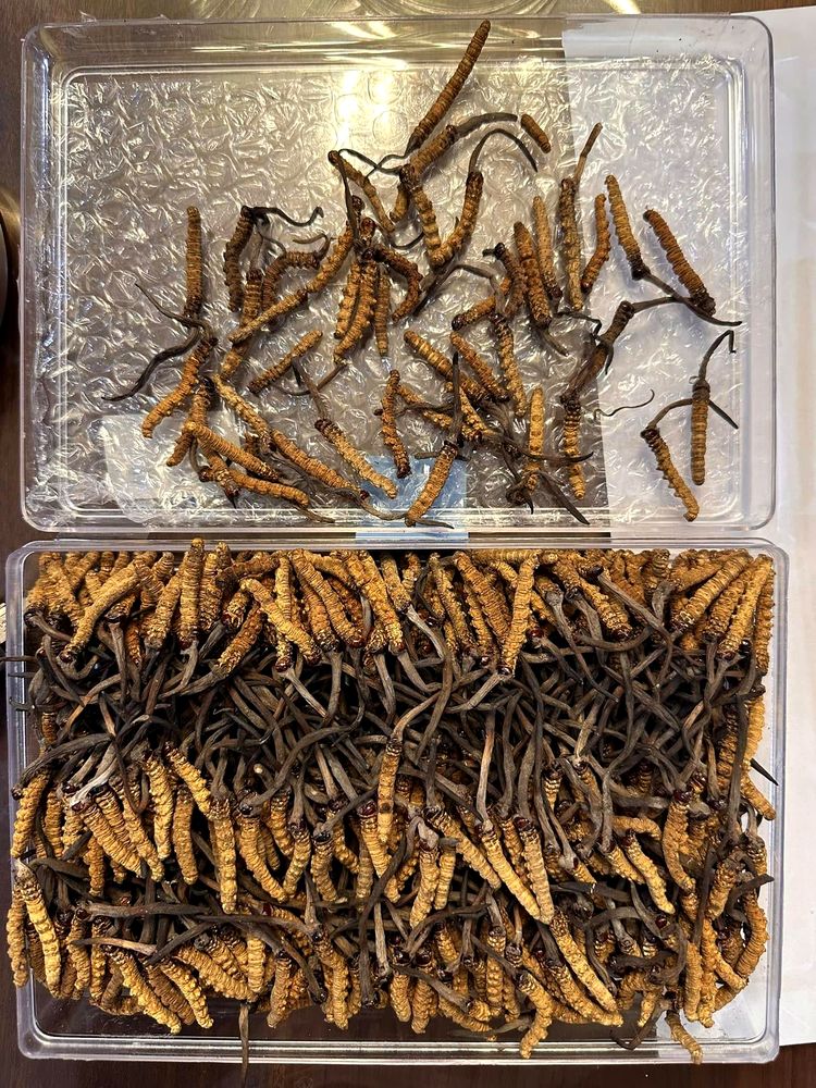 Cordyceps sorted and prepared for use
