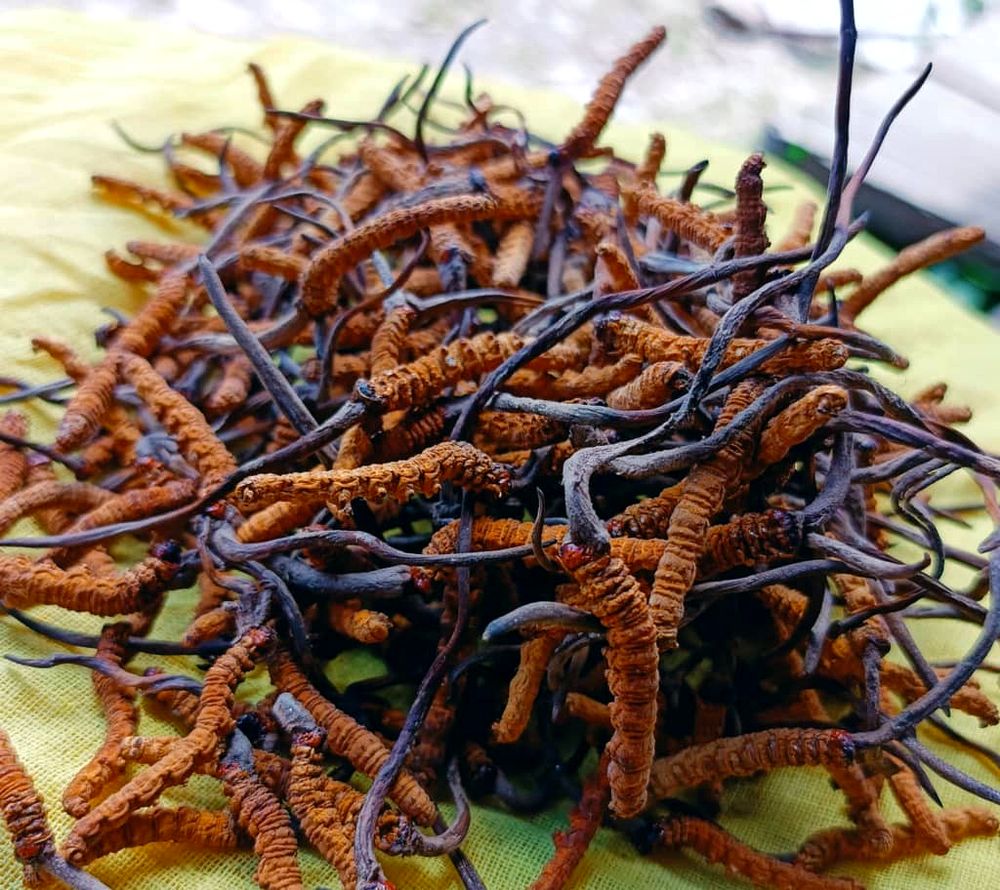 Wild Himalayan Cordyceps ready for grading
