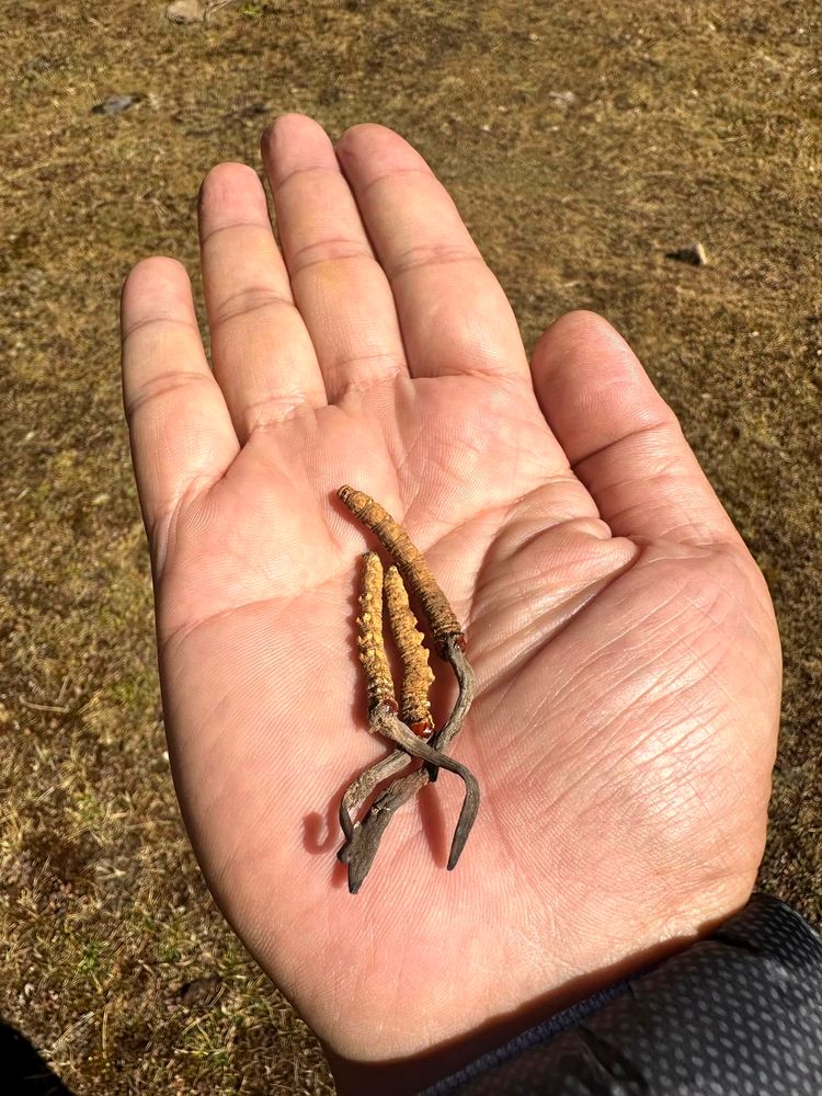 Wild Cordyceps Sinensis in its natural alpine habitat